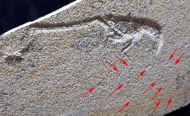Mecochirus longimanatus SCHLOTHEIM 1820 mit Spur - Bild © FossNet FossilienStore